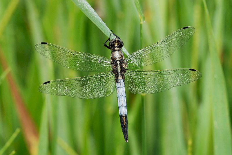 Orthetrum albistylum maschio